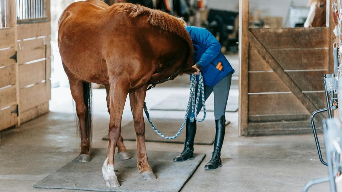 A woman takes care of her horse inside a cozy stable, creating a bond.