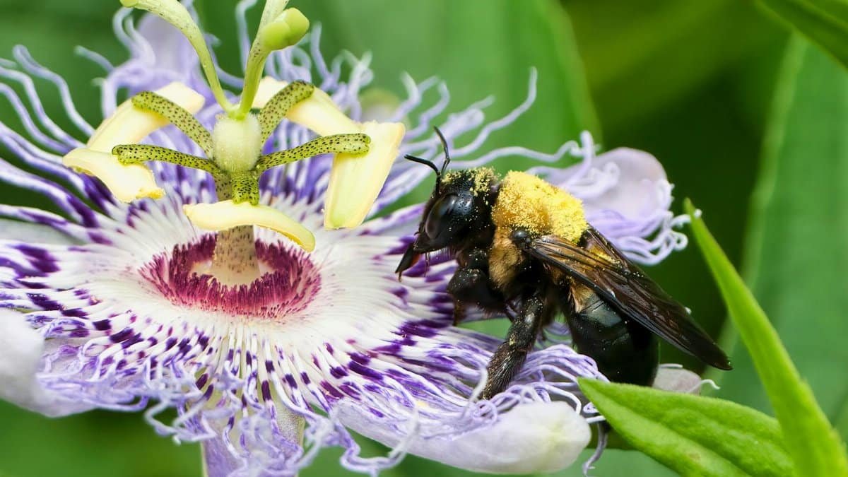 A vibrant bumblebee collecting pollen on a passionflower in a summer garden.