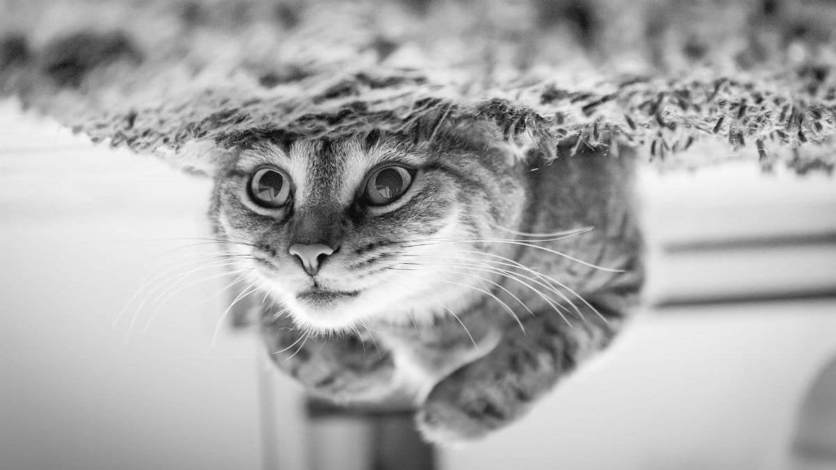 Adorable tabby kitten looking upside down, creating a playful and intriguing portrait.