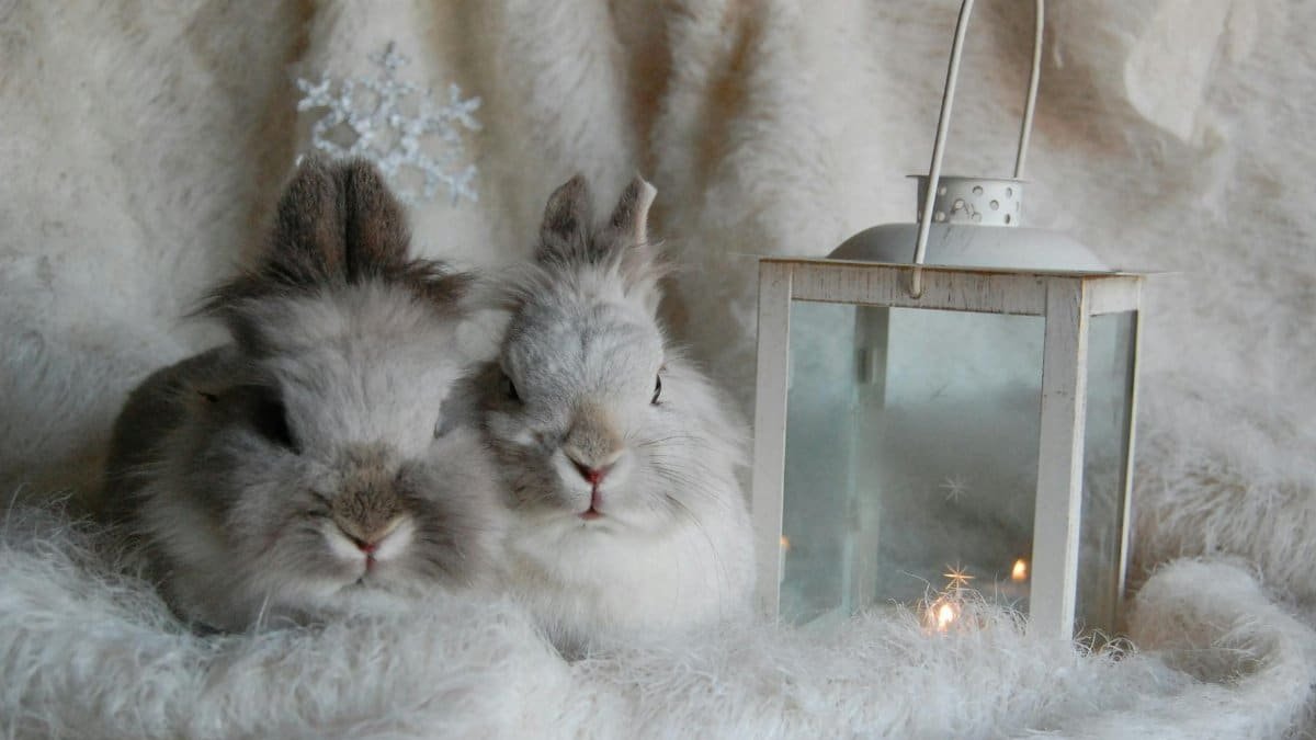 Two fluffy rabbits nestled together with a warm lantern in a cozy, winter setting.