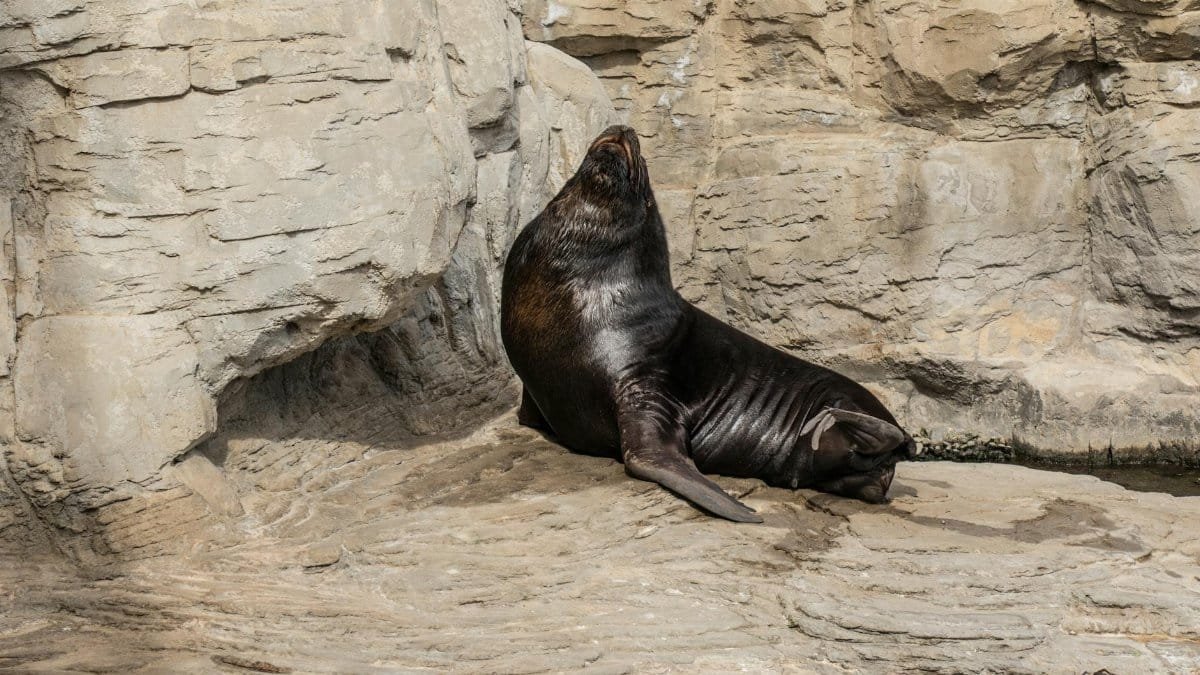 A sea lion comfortably resting on a sunlit rocky shore, showcasing its natural behavior and habitat.