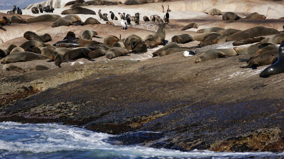 Seals and birds basking on rocks by the ocean. Vibrant wildlife scene in Cape Town.