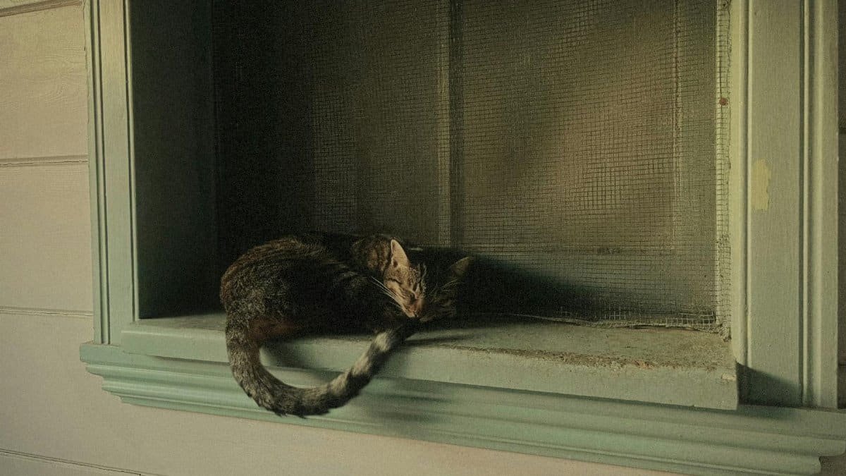 A brown tabby cat peacefully sleeps in a classic wooden window in İstanbul, Türkiye.