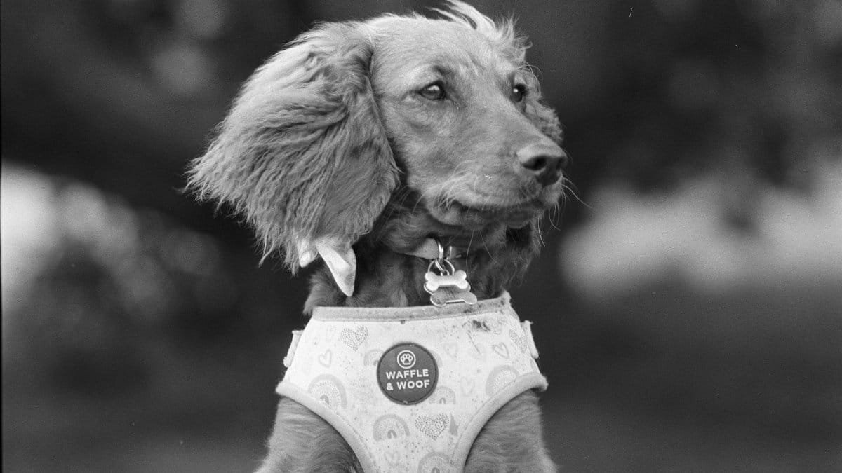 A cute dog wearing a patterned harness with 'Waffle & Woof' tag. Perfect for pet lovers.