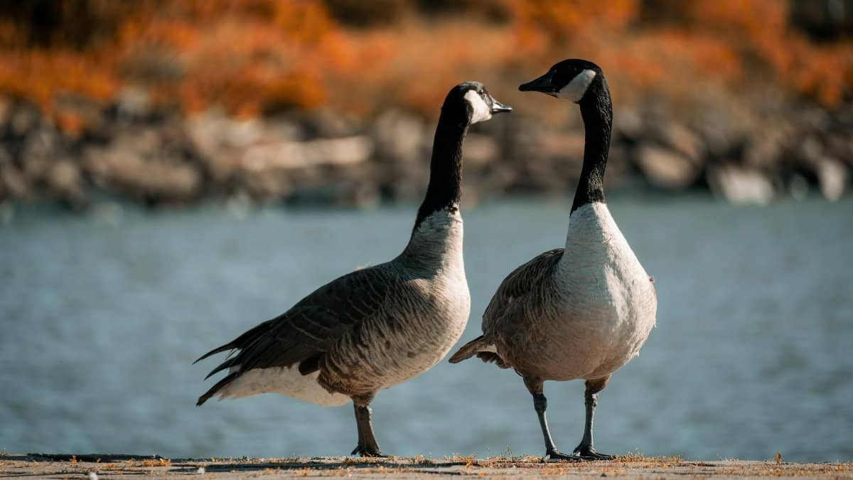 Two Canadian geese on a lakeside in autumn, New York, captured in a serene close-up scene.