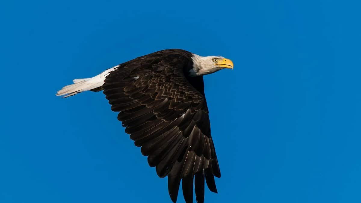 A striking image of a bald eagle soaring gracefully with wings spread against a clear blue sky.