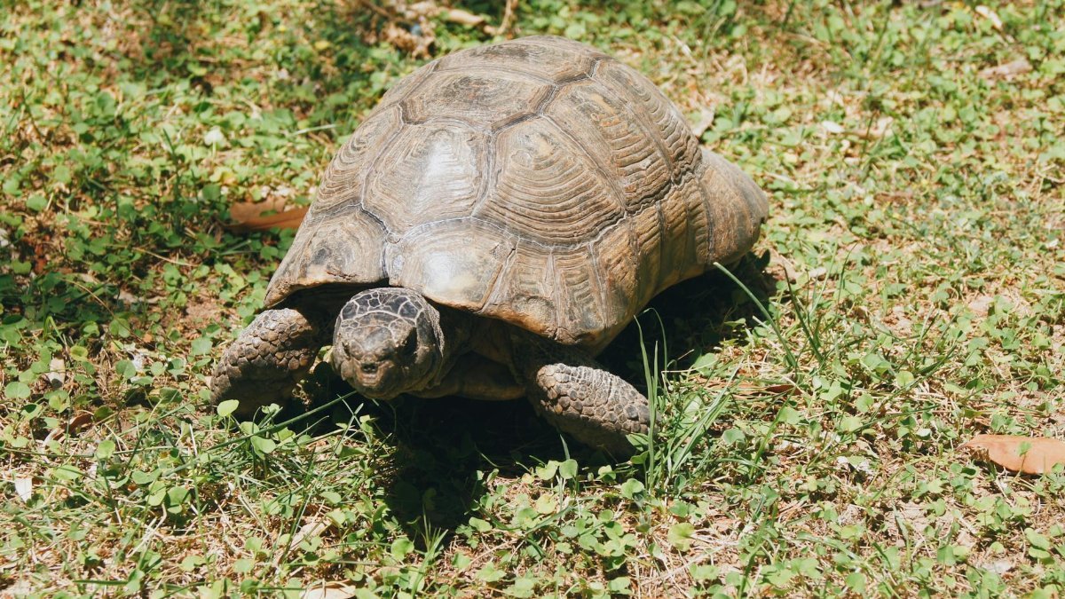 A tortoise walking through grass, displaying its textured shell. Outdoor nature close-up.
