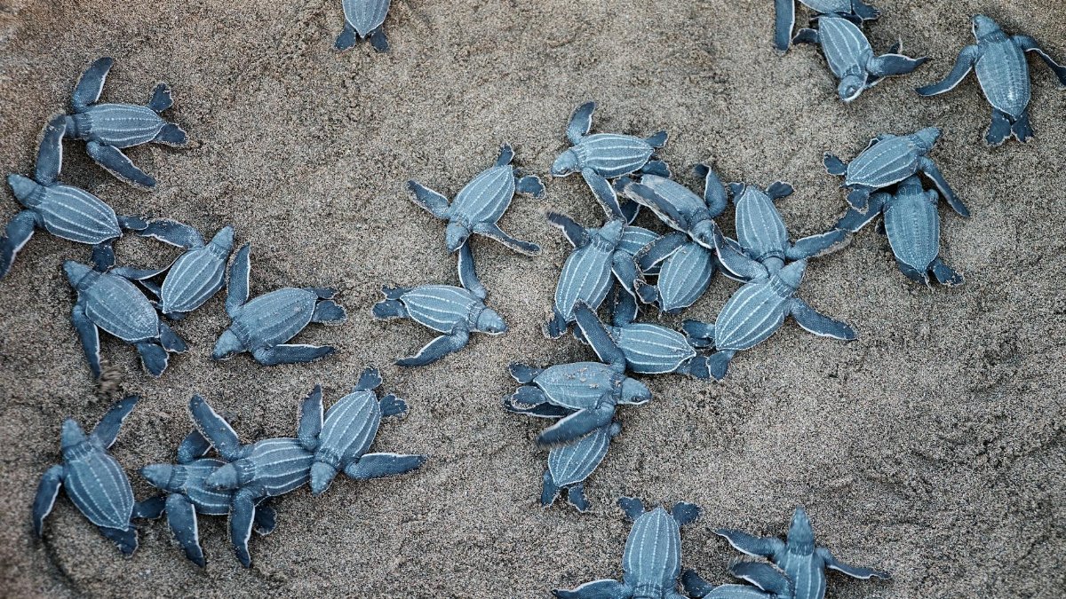 Newly hatched leatherback turtles crawling on the sand in Puerto Rico.