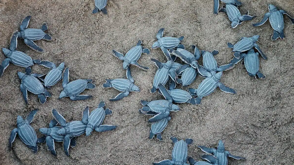 Newly hatched leatherback turtles crawling on the sand in Puerto Rico.