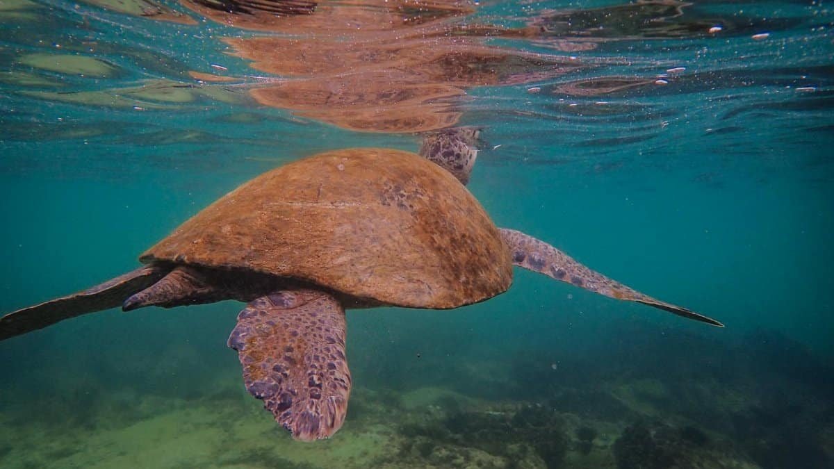 A graceful marine turtle swimming underwater in a clear ocean setting.