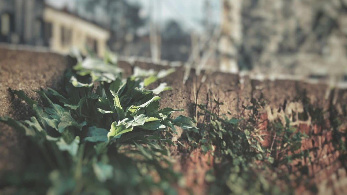 Vibrant green leaves growing against an aged wall creating a textured urban contrast.