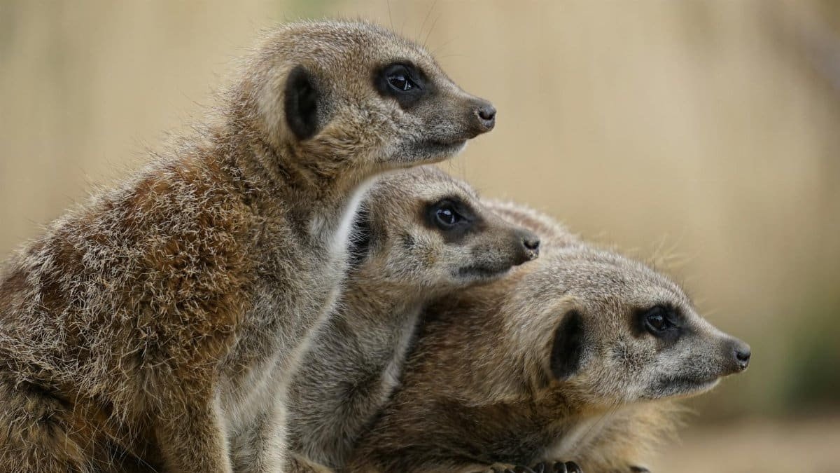 Trio of meerkats attentively watching their surroundings in a natural habitat.