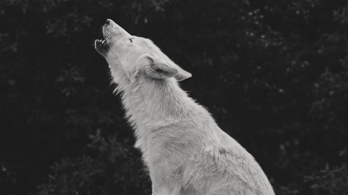 Monochrome portrait of a howling white wolf in France's wilderness.