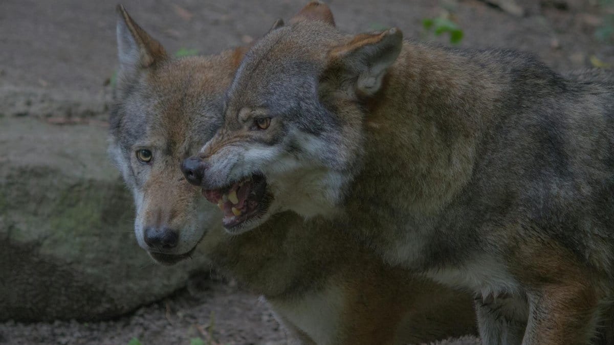 Two gray wolves displaying fierce expressions in a forest setting.