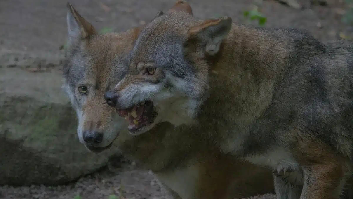 Two gray wolves displaying fierce expressions in a forest setting.