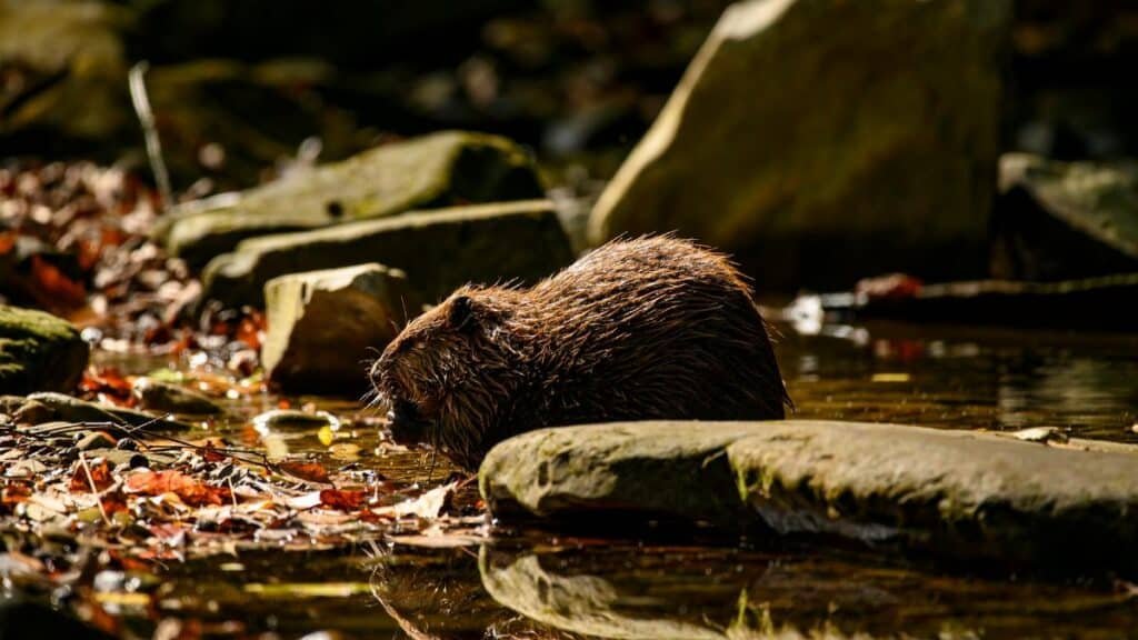 Free stock photo of 4k nature background, adorable animal, american beaver