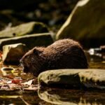 Free stock photo of 4k nature background, adorable animal, american beaver