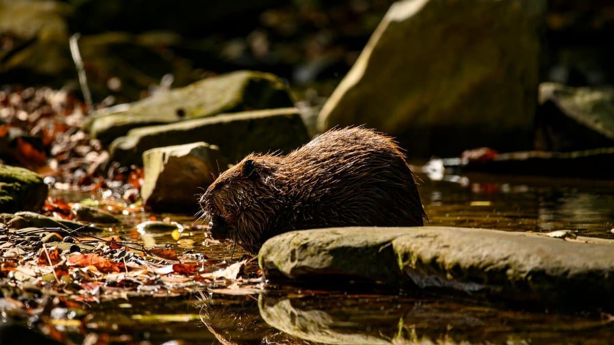 Free stock photo of 4k nature background, adorable animal, american beaver