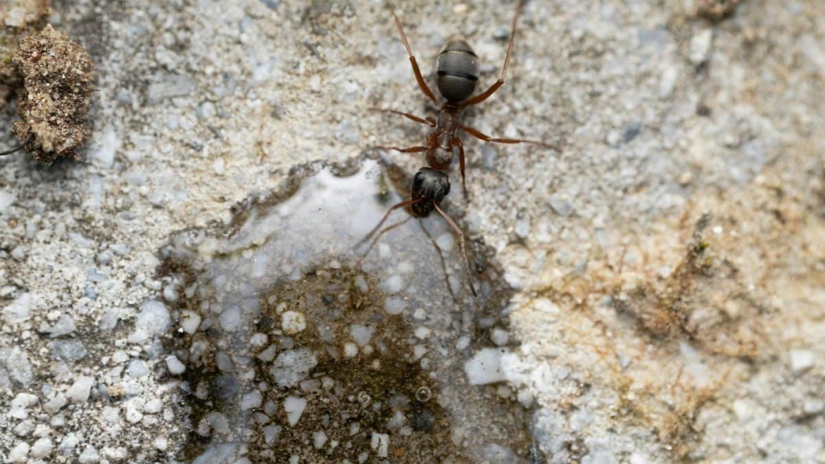 Detailed macro shot of an ant exploring a textured surface.