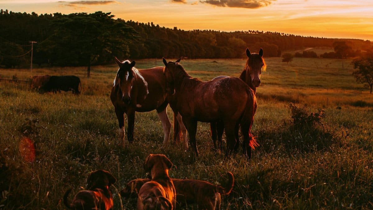 Horses and dogs stand together in a picturesque countryside at sunset in Belo Horizonte.