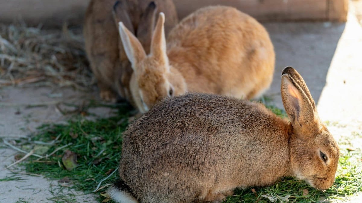 Three rabbits with brown fur eating fresh grass in a sunny outdoor enclosure.