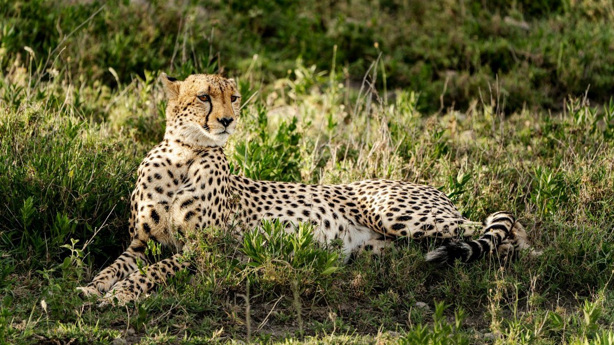 A cheetah resting in the grass, highlighting its elegant and powerful physique under the warm sunlight.