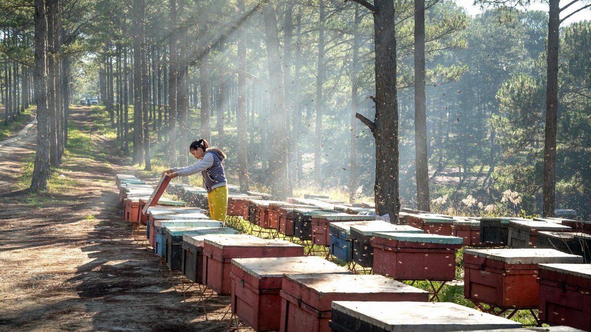 A dedicated beekeeper checks hives in a tranquil forest, ensuring healthy bees.