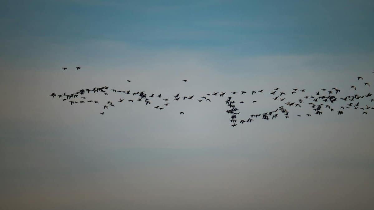 A flock of birds migrating across the sky creates a beautiful silhouette against a serene blue backdrop.