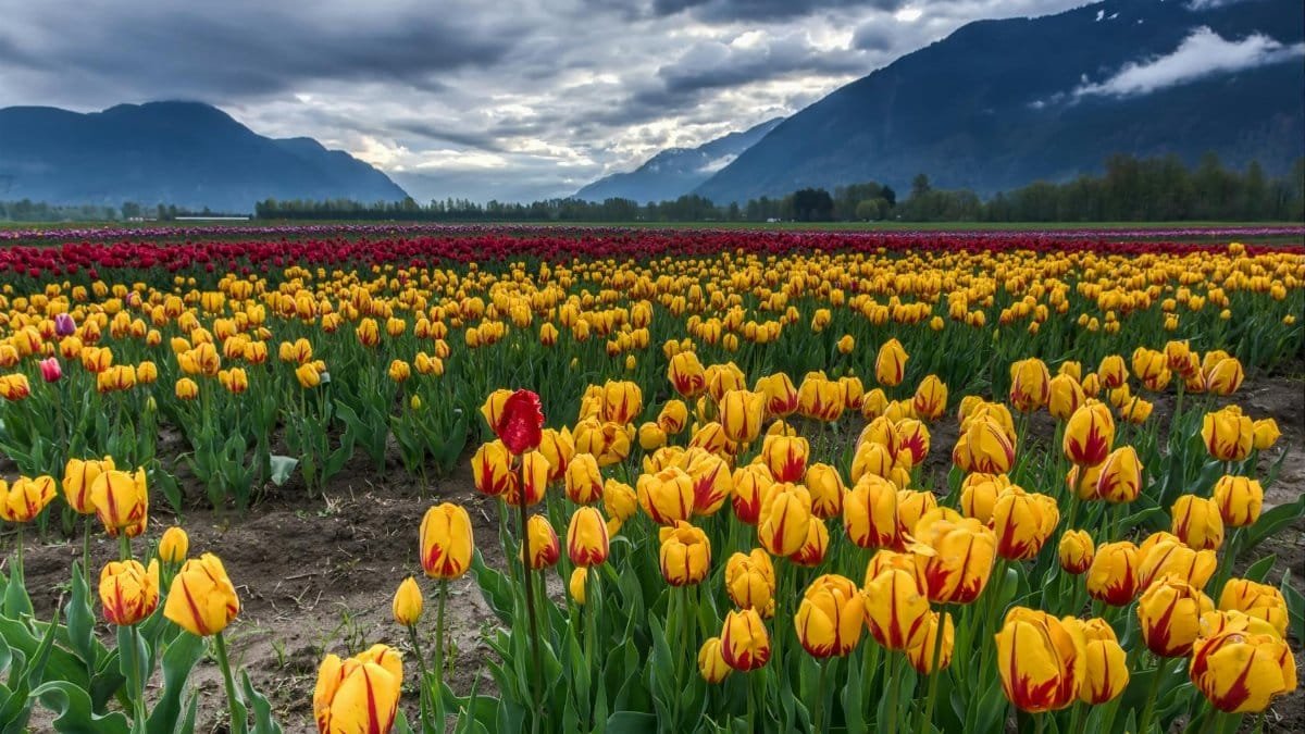 Colorful tulip fields under dramatic skies with mountains in Agassiz, BC, Canada.