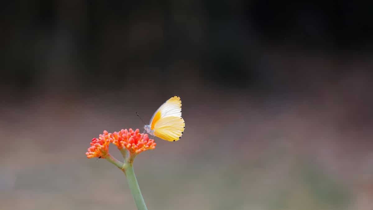 A delicate yellow butterfly resting on a vibrant red flower, showcasing nature's intricate beauty.