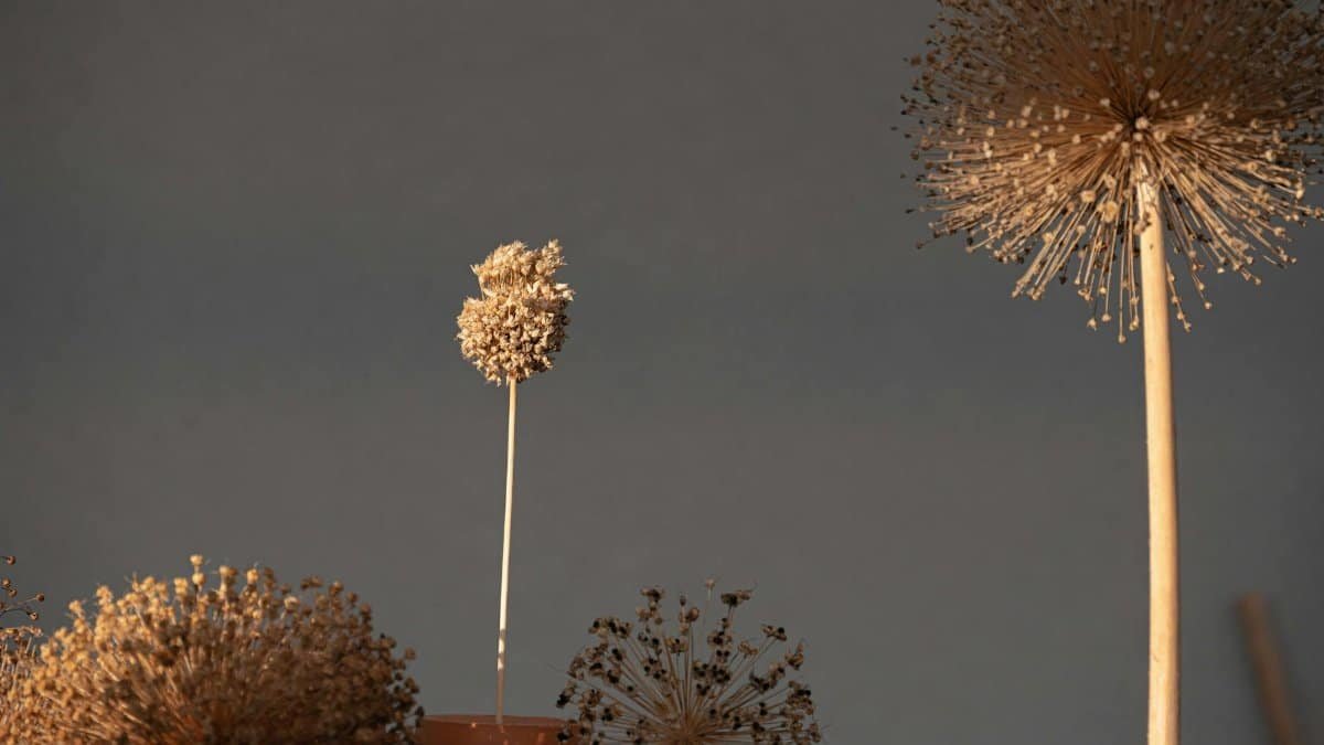 Artistic still life of dry allium seedheads with soft lighting and neutral background.