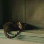 A brown tabby cat peacefully sleeps in a classic wooden window in İstanbul, Türkiye.