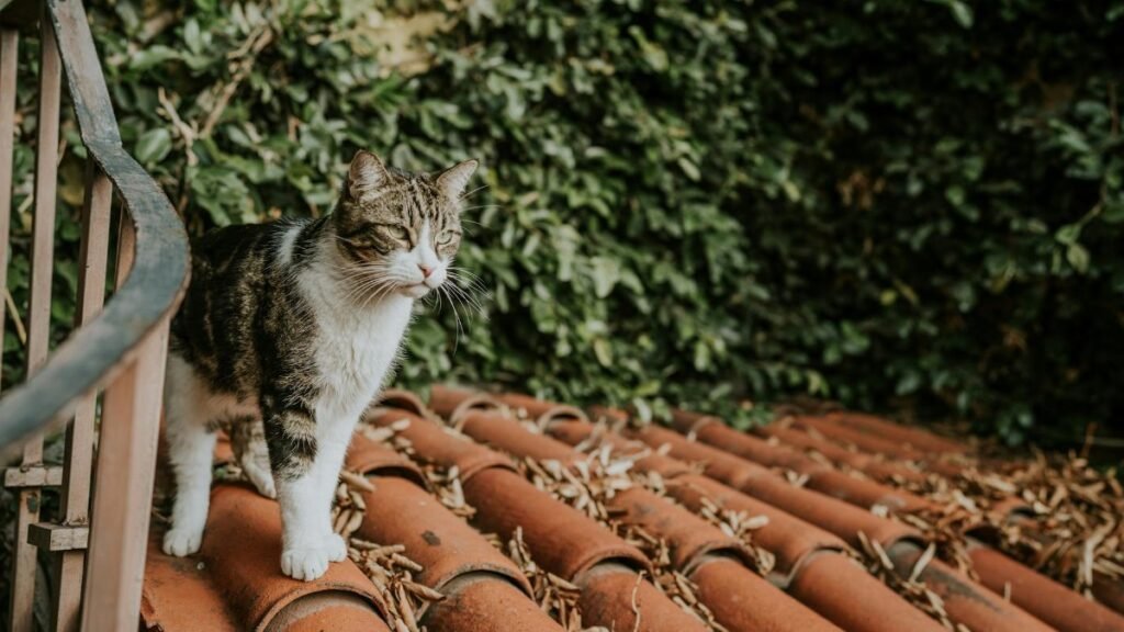 A curious tabby cat explores a rooftop covered in dry leaves and surrounded by lush ivy.