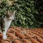 A curious tabby cat explores a rooftop covered in dry leaves and surrounded by lush ivy.