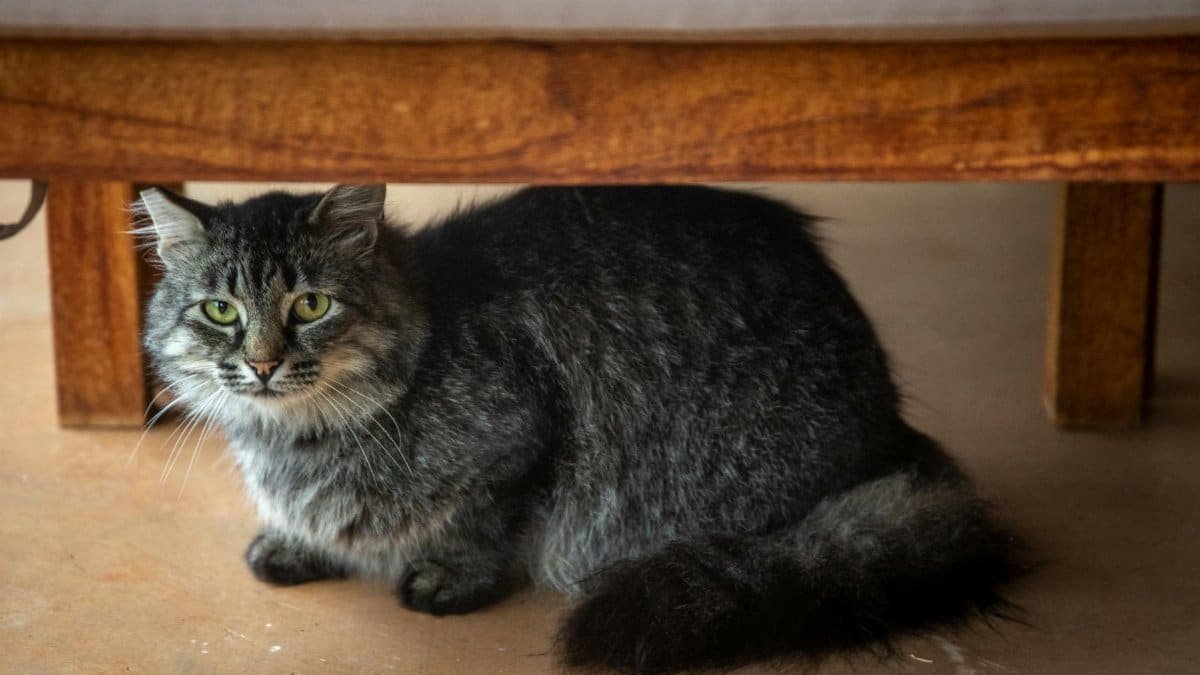 Adorable tabby cat with long fur hiding under a bed, gazing curiously.