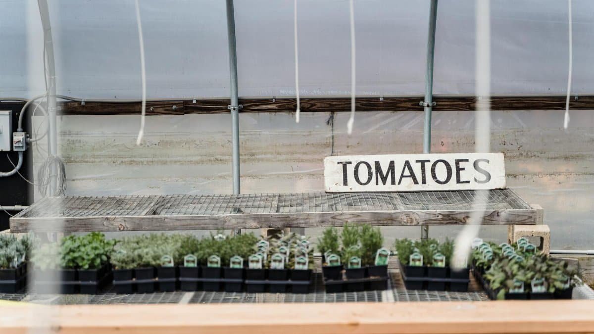 Row of black containers with small potted green tomatoes placed in greenhouse in daylight