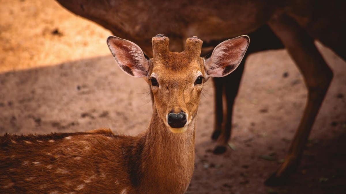 A captivating close-up of a deer in natural surroundings in Ho Chi Minh City, Vietnam.