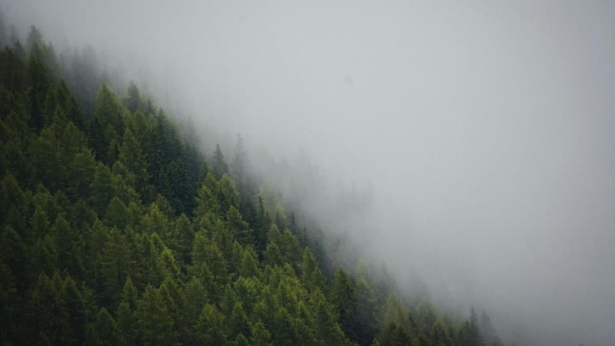 A serene view of misty evergreen forests covering a hillside in Austria.