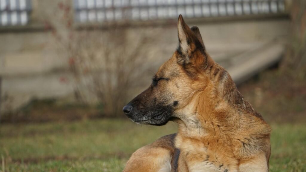 Close-up of a relaxed German Shepherd dog sitting in a garden.