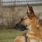 Close-up of a relaxed German Shepherd dog sitting in a garden.