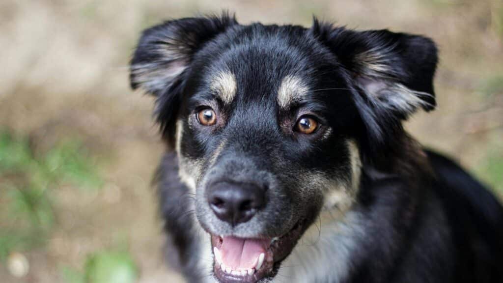 Adorable Australian Shepherd dog with expressive eyes and playful expression outdoors.