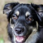 Adorable Australian Shepherd dog with expressive eyes and playful expression outdoors.