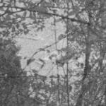 Black and white abstract image of tree shadows on pavement creating intricate patterns.