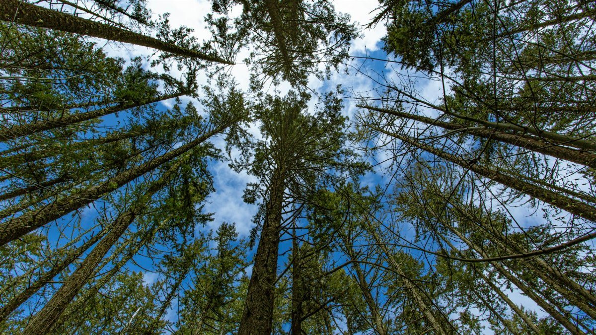 A stunning view of towering evergreen trees reaching towards a blue sky in Eugene, Oregon.