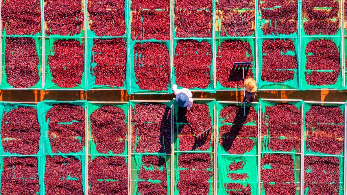 Two people working to dry coffee beans in Vietnam from an aerial perspective.