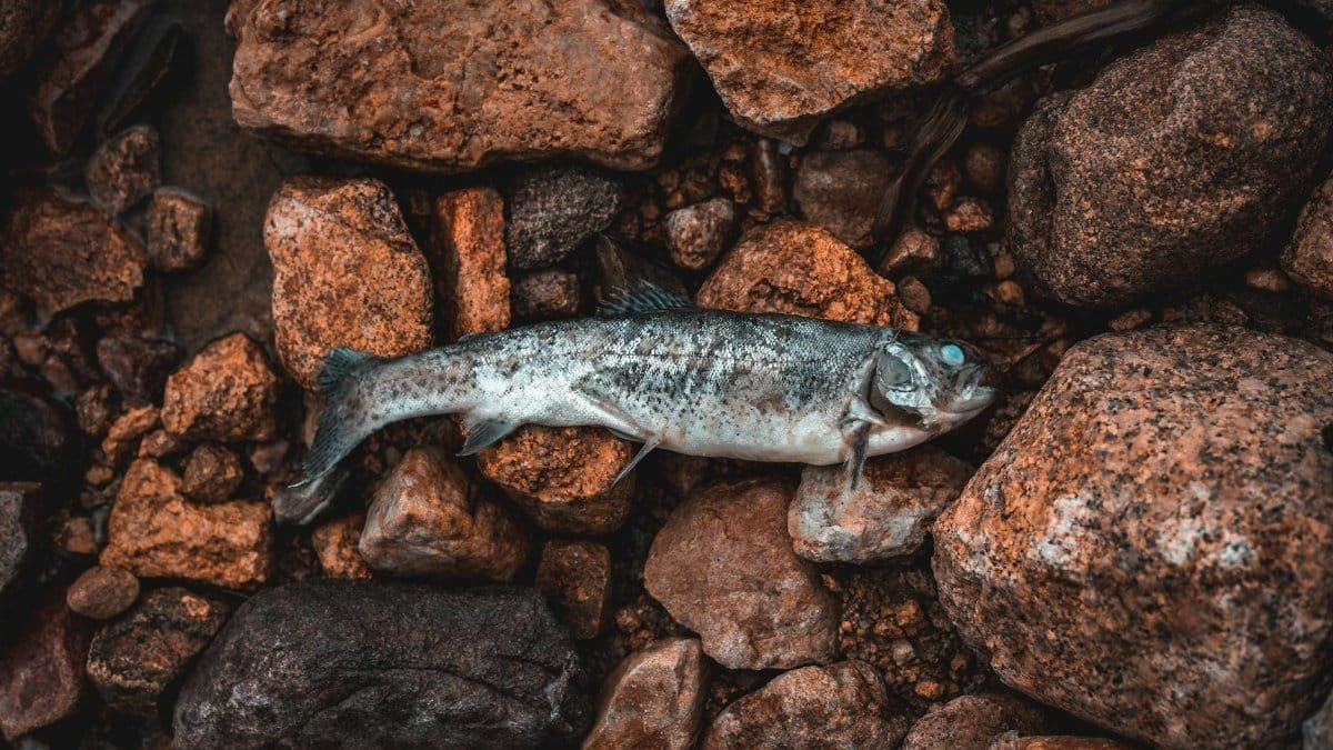 Detailed shot of a fish resting on rugged, earthy rocks, showcasing natural textures.