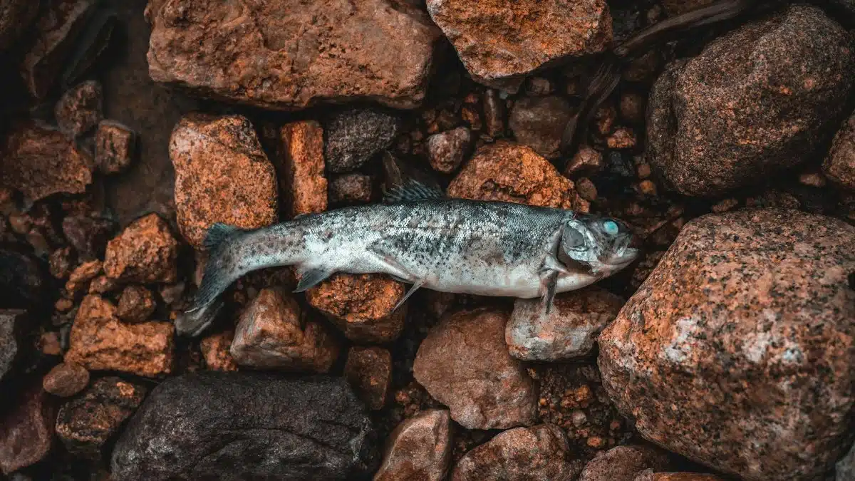 Detailed shot of a fish resting on rugged, earthy rocks, showcasing natural textures.
