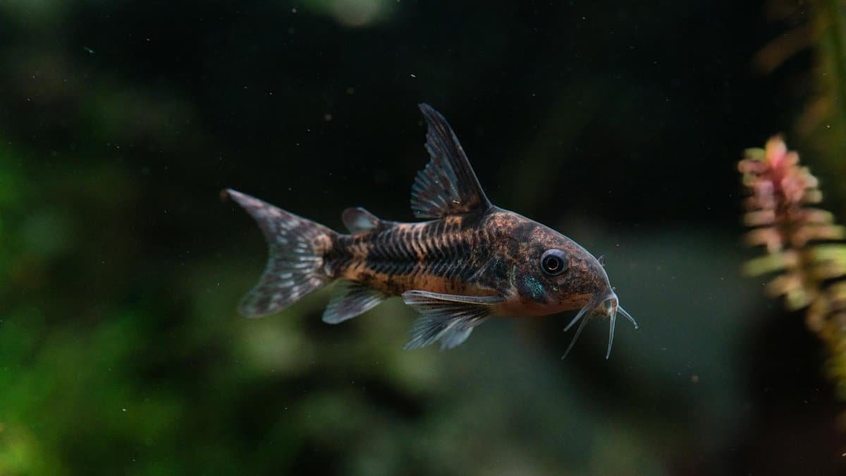 Macro shot of a Corydoras fish swimming in a lush aquarium setting, showcasing its unique features.
