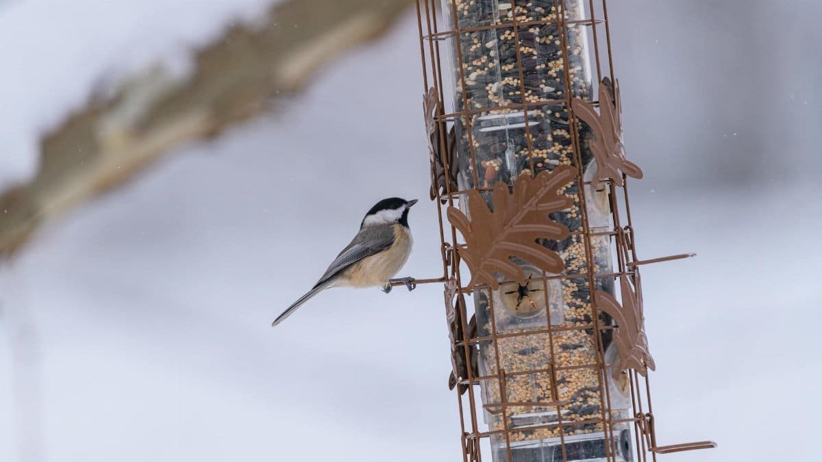 Free stock photo of birds, cardinal, chickadee