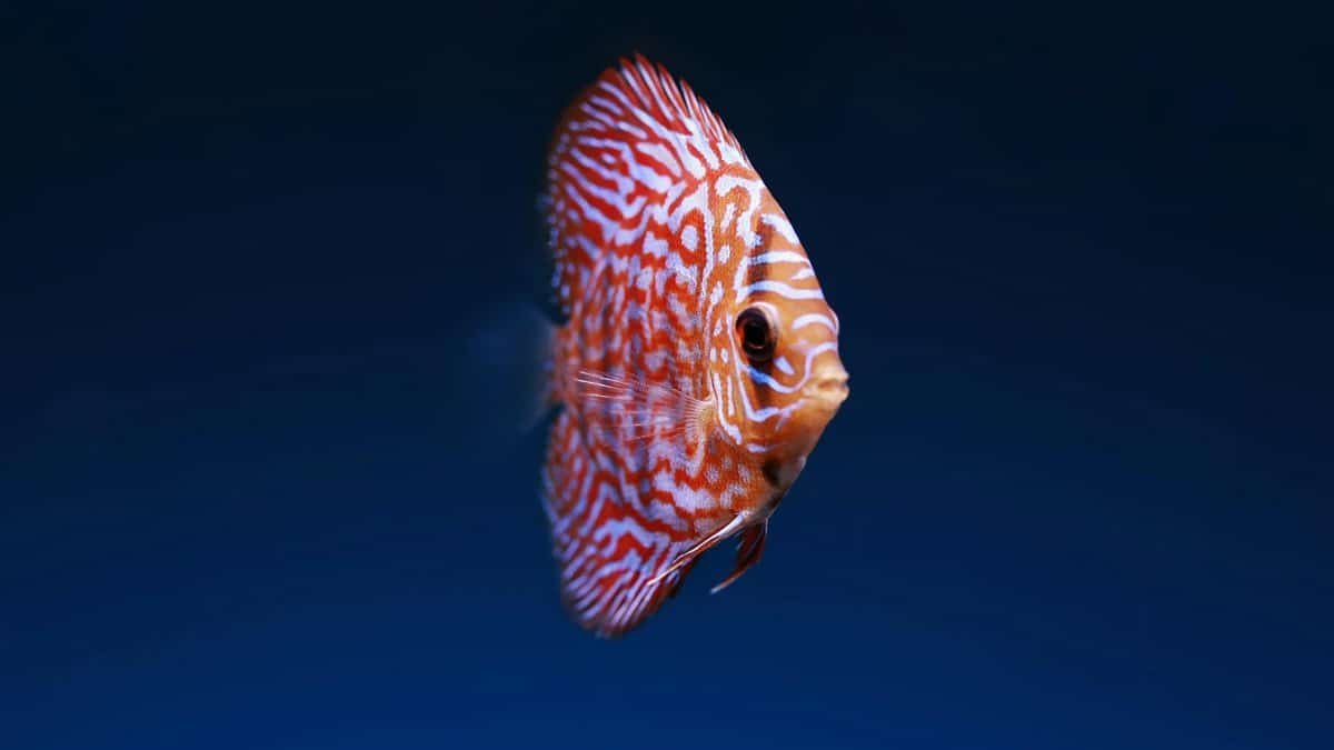 Close-up of a vibrantly colored discus fish swimming gracefully in aquatic depths.